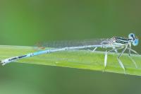 Platycnemis pennipes