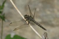 Orthetrum cancellatum