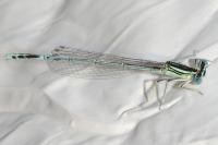 Platycnemis pennipes