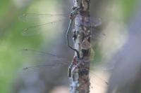 Chalcolestes viridis