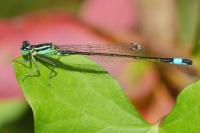 Ischnura elegans