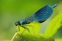 Calopteryx splendens