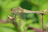 Sympetrum sanguineum