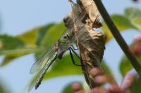 Somatochlora metallica