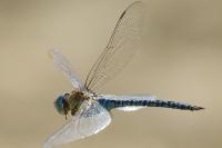 Aeshna affinis