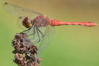 Sympetrum sanguineum