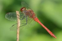 Sympetrum sanguineum