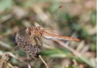 Sympetrum meridionale
