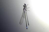 Ischnura elegans