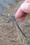 Anax parthenope
