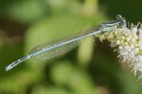 Platycnemis pennipes