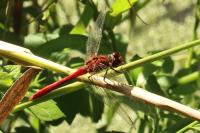 Sympetrum sanguineum