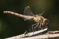 Sympetrum striolatum