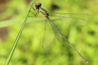Chalcolestes viridis