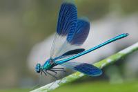 Calopteryx splendens
