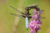 Libellula depressa