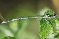 Platycnemis pennipes