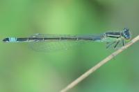 Ischnura elegans