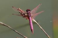 Trithemis annulata
