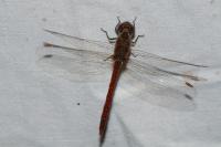 Sympetrum striolatum