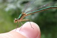 Lestes virens