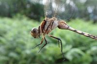 Orthetrum albistylum