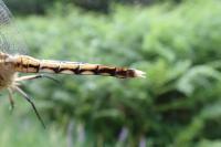 Orthetrum albistylum
