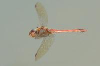 Sympetrum striolatum