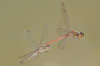 Sympetrum striolatum