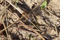 Hemianax ephippiger