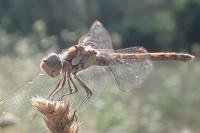 Sympetrum striolatum
