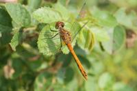 Sympetrum sanguineum