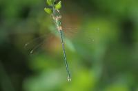 Lestes barbarus
