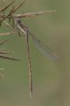 Sympecma fusca