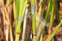 Lestes macrostigma