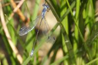 Lestes macrostigma