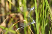 Lestes macrostigma