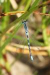 Coenagrion scitulum