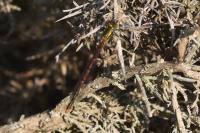 Pyrrhosoma nymphula