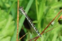 Enallagma cyathigerum