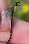 Coenagrion scitulum