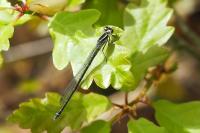 Coenagrion puella