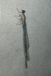 Coenagrion puella