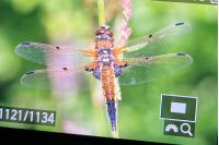 Libellula quadrimaculata
