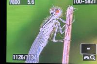 Coenagrion puella