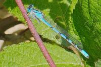 Enallagma cyathigerum