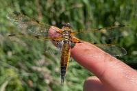 Libellula quadrimaculata