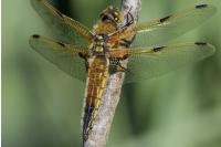Libellula quadrimaculata