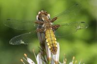 Libellula depressa