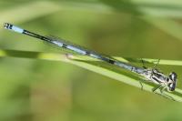 Coenagrion puella